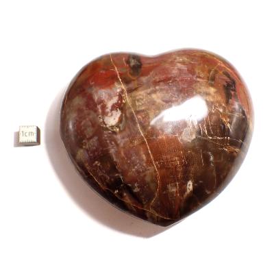 Bois Fossile Coeur 05191