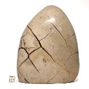 Septaria Forme Libre 15696