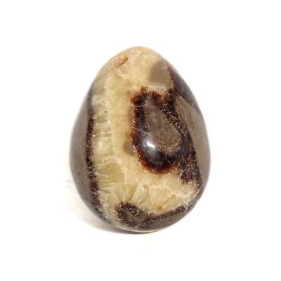 Septaria Oeuf
