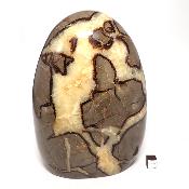 Septaria Forme Libre 15564