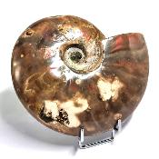 Ammonite Nacrée Entière 10170