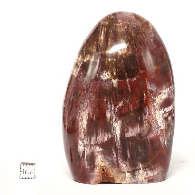 Bois Fossile Forme Libre 15454