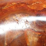 Cornaline chauffée forme libre 15648