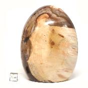 Bois Fossile Forme Libre 15452