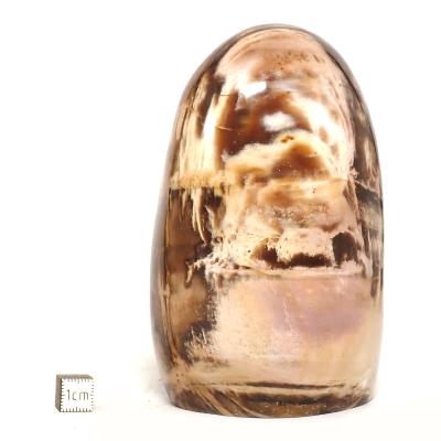 Bois Fossile Forme Libre 15455