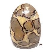 Septaria Forme Libre 15566