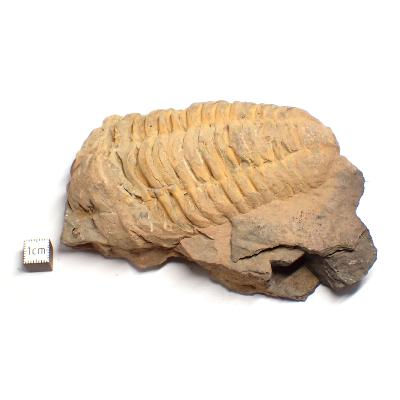 Trilobite - 05215