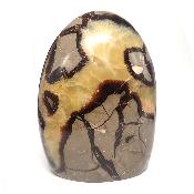 Septaria Forme Libre 15565