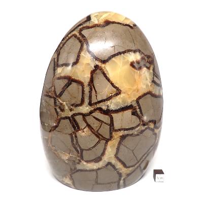 Septaria Forme Libre 15566