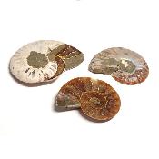 Ammonite Sciée Paire