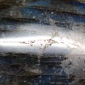 Labradorite pendentif disque 15353