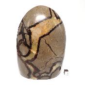 Septaria Forme Libre 15565