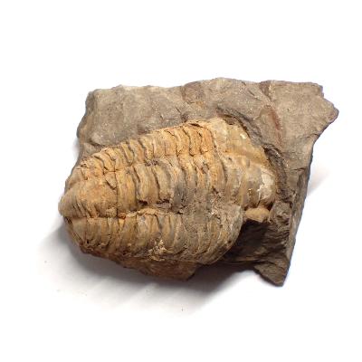 Trilobite Fossile