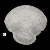 Pierre des Fées Pierre Brute - "Maya" 15273