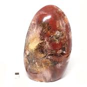 Bois Fossile Forme Libre 15451