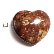 Bois Fossile Coeur 05190