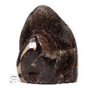 Septaria Forme Libre 15696