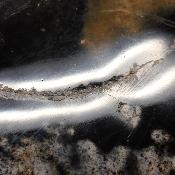 Jaspe Jaune Forme Libre 15640