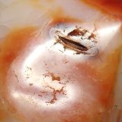 Cornaline chauffée forme libre 15656