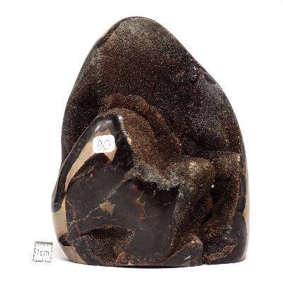 Septaria Forme Libre 15696