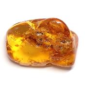 Ambre de la Baltique morceau poli 2037