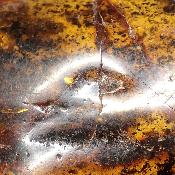 Ambre de la Baltique morceau poli 2036