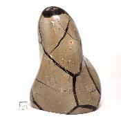 Septaria Forme Libre 15695