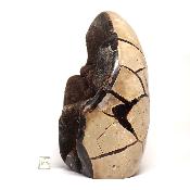 Septaria Forme Libre 15696