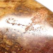 Bois Fossile Coeur 2048