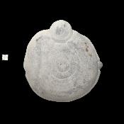 Pierre des Fées Pierre Brute - "Poisson ponpon" 15304