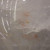 Cristal de Roche Boule 15407