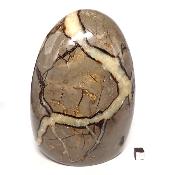 Septaria Forme Libre 15564