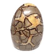 Septaria Forme Libre 15566