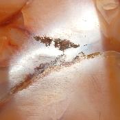 Cornaline chauffée forme libre 15647