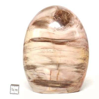 Bois Fossile Forme Libre 15453