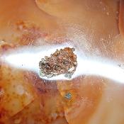 Cornaline chauffée forme libre 15644