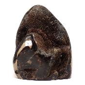 Septaria Forme Libre 15696