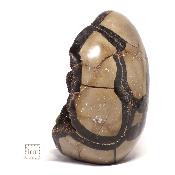 Septaria Forme Libre 15698