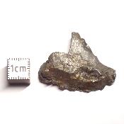 Météorite Sidérite Sikhote-Alin 15993
