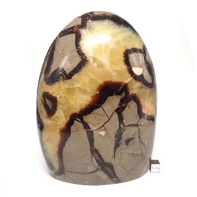 Septaria Forme Libre 15565