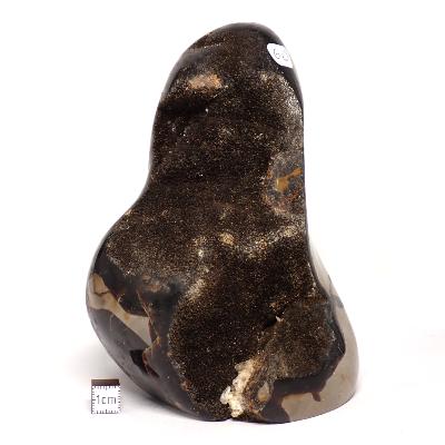 Septaria Forme Libre 15695