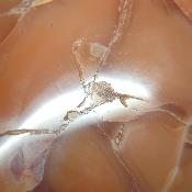 Cornaline chauffée forme libre 15647