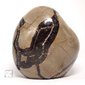 Septaria Forme Libre 15698