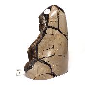 Septaria Forme Libre 15695