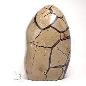 Septaria Forme Libre 15700