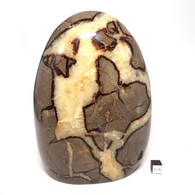 Septaria Forme Libre 15564