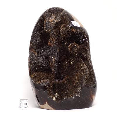 Septaria Forme Libre 15700