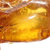 Ambre de la Baltique morceau poli 2037